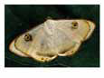 Close-up of a geometrid moth
