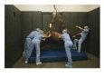 A Thoroughbred is hoisted by surgeons after leg surgery into recovery