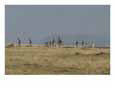 Giraffe Herd Moving Across Plain Animals Elephants
