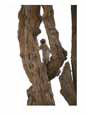 A vervet monkey peers from a treetop perch