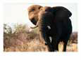 Charging African elephant