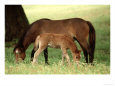 Wild Spanish Mustangs, Outer Banks NC