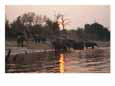 African elephants drinking from the Chobe River at sunset