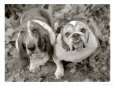Two Dogs Looking Up