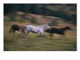 A group of running horses on the 63 Ranch