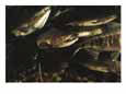 A Group of Salmon Swim Together to Spawning Grounds