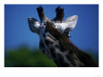 Back of Head of Giraffe Animals Elephants