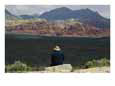 View from Behind of a Man Looking Across Red Rock Canyon