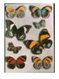 Nymphalid butterflies Bugs & Insects Butterflies & Moths