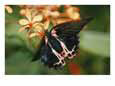 A butterfly feeding on flower nectar. Bugs & Insects Butterflies & Moths