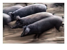 Black Iberico Pigs, Andalucia, Spain
