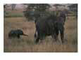 A female elephant and her calf in the Serengeti National Park