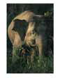 An Asian elephant eats a mouthful of grasses Animals Elephants