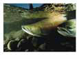 Two Chum Salmon, Oncorhynchus Keta, Swim over a Rocky Riverbed