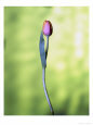 A Single Tulip