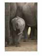 A juvenile elephant standing amongst adults Animals Elephants