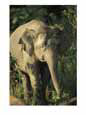 A portrait of one of Borneos Asian elephants Animals Elephants