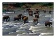 Elephant Herd Crossing River,  Central, Sri Lanka Animals Elephants