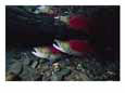 Sockeye Salmon, Also Called Red Salmon, and Their Reflection