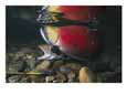Red salmon, also known as sockeye salmon, mate in the Adams River