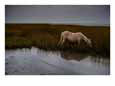 Chincoteague pony grazing on southern Assateague Island.