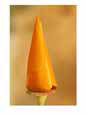 A close view of the tight flower bud of a California poppy