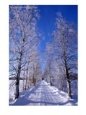 Snow On Country Road,  Liminka, Finland