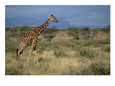 A reticulated giraffe  strides across the Samburu savanna