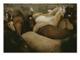 Wrangling horses on the Padlock Ranch in Montana.