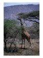 Giraffe Grazing On Acacia Tree