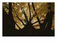 View looking up an oak tree trunk at highlighted yellow autumn leaves
