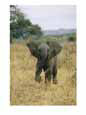 A juvenile African elephant takes a walk Animals Elephants