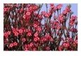 The Dry Country Flower, Impala Lily Scrub, Mole National Park, Northern, Ghana
