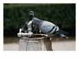 Pigeons drinking from an outdoor water fountain.