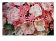 Close view of blossoming mountain laurel