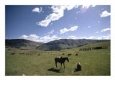 A Cattle Drive on the Snake River Ranch in Wyoming