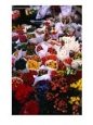 Tulips For Sale In Grafton Street, Dublin, Ireland