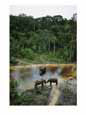 Three male forest elephants quench their thirst in the Modoubou River Animals Elephants