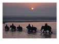 Elephants lumber into the river at Sonpur Animals Elephants