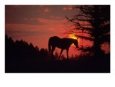 Horse On A Hill At Sunset