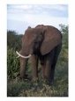 African Elephant, Tanzania Animals Elephants