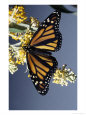 Monarch Butterfly on Butterfly Bush, Florida