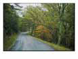A Country Road Winding Through Trees Scenic Streets & Roadways