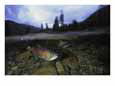 Salmon, Clayoquot Sound, Vancouver Island