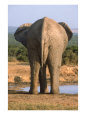 Rear end of elephant