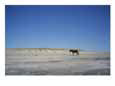 A lone horse walking along the beach