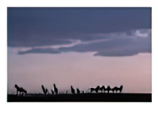 Horses running across a field under a canopy of grey clouds.