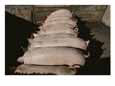 Domestic swine chow down at a feed trough