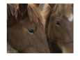 Close view of the faces of two brown horses