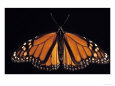 Monarch Butterfly